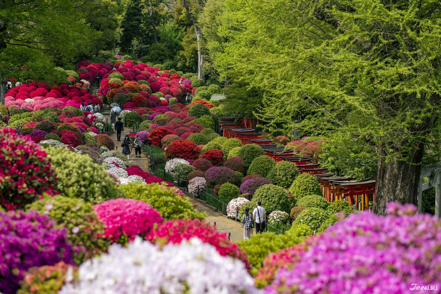 Bunkyo Azalea Festival 2025 (Tokyo) | Nezu Shrine’s Garden of 3,000 Blooms