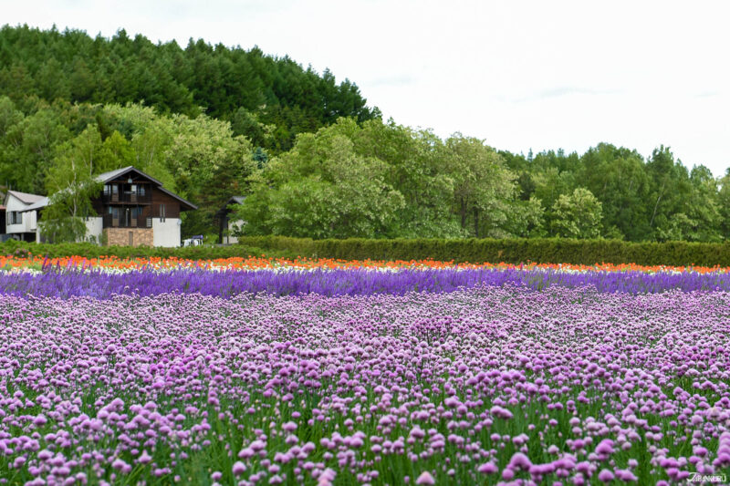 ฟาร์มโทมิตะ