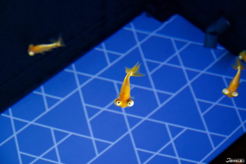 summer events at Sumida Aquarium in Tokyo, Japan