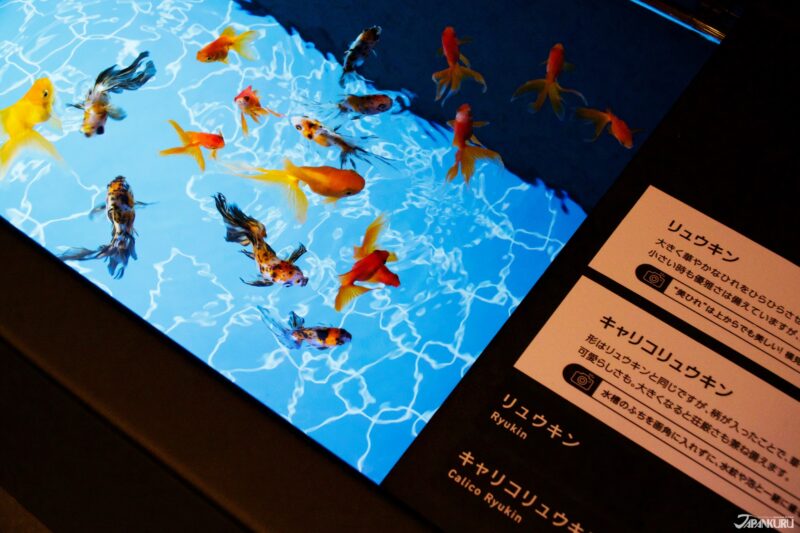 summer events at Sumida Aquarium in Tokyo, Japan