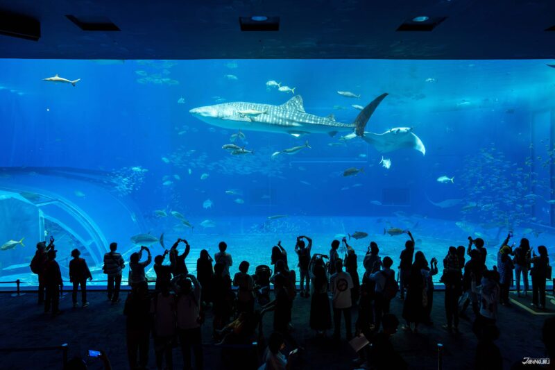 พิพิธภัณฑ์สัตว์น้ำชุราอูมิ