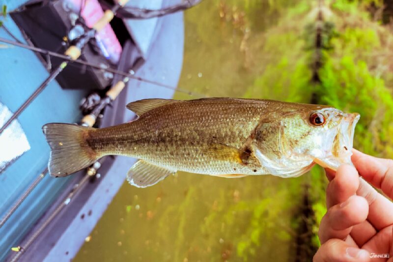 카메야마호 낚시 명소 풍경