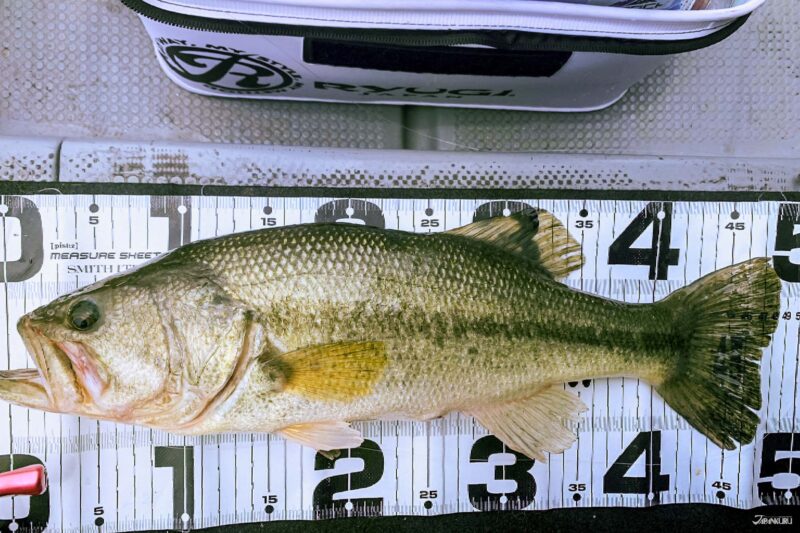 카메야마호 낚시 명소 풍경